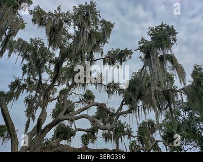 Southern Live Oak Bäume, die in hängendem spanischem Moos vor einem bewölkten Himmel hängen, Florida Stockfoto