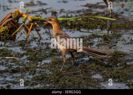 Weibliches Boot-Tail-Grackle auf der Suche nach einer Muddy Wetland Bank, Florida Stockfoto