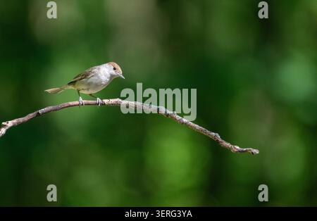 Blackcap (Sylvia atricapilla). Erwachsene, weiblich. Nur das Männchen hat eine schwarze Kappe, die des Weibchens ist braun Stockfoto