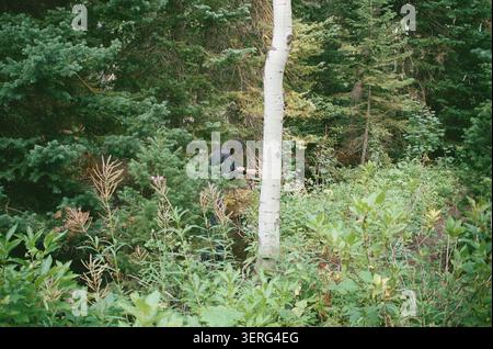 Eine Einzelfigur hockt sich zwischen üppig grünem Unterholz und immergrünen Bäumen in einem dichten Wald und scheint Pflanzen zu fressen oder zu untersuchen. Film-Narben-Ästhetik Stockfoto