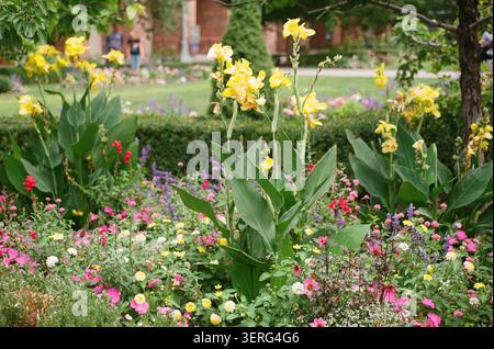 Farbenfrohes gemischtes Blumenbeet mit hohen gelben Cannabislilien, umgeben von rosa, lila und weißen Blüten in einem gepflegten öffentlichen Garten. Stockfoto