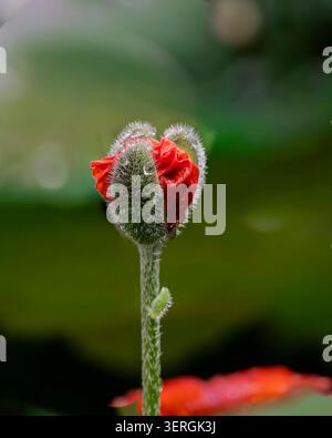 Nahaufnahme einer orientalischen Mohnknospe (Papaver orientale), die sich nach Regen öffnet, mit zarten roten Blütenblättern. Stockfoto