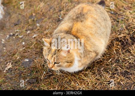 Niedliche beige Katze sitzt oder liegt auf Gras. Hauskatze auf dem Bauernhof, die draußen zu Fuß ruht Stockfoto