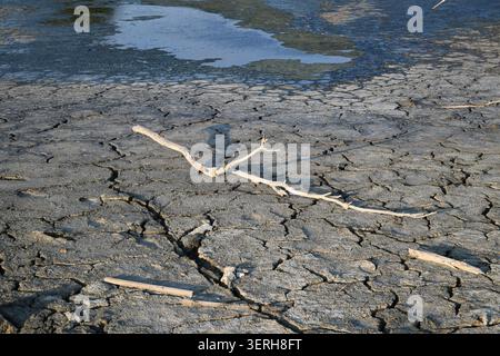 Gerissenes, trockenes Seebett mit gebleichtem Treibholz und kleinem stehendem Wasser – detaillierte Textur für Trockenheit, Umwelt und Hintergrund. Stockfoto