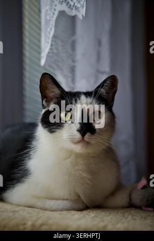 Ein direkter Kopfschuss einer schwarz-weißen Smoking-Katze mit bezaubernden grünen Augen, die drinnen unter einem zarten Spitzenvorhang in weiß sitzt. Stockfoto