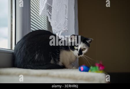 Eine schwarz-weiße Katze, die auf einer Fensterbank mit Teppichboden sitzt und den Kopf zurückdreht, um die Kamera hinter einem feinen Spitzenvorhang zu betrachten. Stockfoto