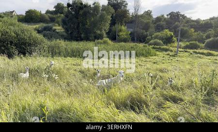 Kleine Ziegen grasen friedlich auf einer grünen Wiese an einem sonnigen Sommertag. Sie knabbern frisches Gras unter hellem Tageslicht und schaffen eine ruhige ländliche Szene Stockfoto