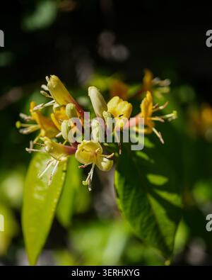 Nahaufnahme von gelben Geißblatt-Blüten in Blüte umgeben von grünen Blättern, fotografiert in natürlichem Sonnenlicht mit weichem, verschwommenem Hintergrund. Stockfoto