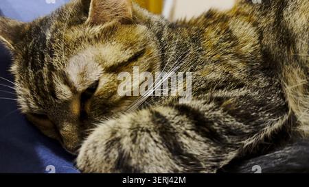 Nahaufnahme einer schönen Tabbykatze, die zu Hause auf dem Sofa schläft. Hübsches Kätzchen, das zu Hause ausgeruht ist. Niedliches Kätzchen, das sich im Bett entspannt. Das Konzept des entzückenden Stockfoto