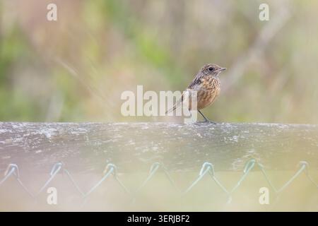 Junger Europäischer Steinechat (Saxicola rubicola), der im Frühjahr thront, klarer grüner Negativraumhintergrund Stockfoto