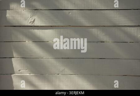 Weiße, sonnendurchflutete Holzwand mit natürlichen Blattschatten Stockfoto