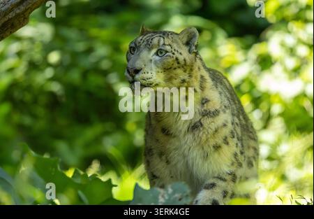 Schneeleopard in dichtem Laub. Bronx Zoo, New York. Stockfoto