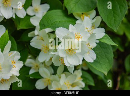 Wunderschöne weiße jasminartige Orangenblüten (Philadelphus), die im Frühjahr und Frühsommer auf einem üppig grünen Sträucher blühen. Zarte weiße Blütenblätter mit Stockfoto