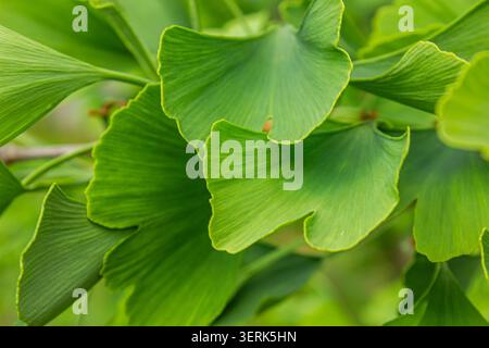 Nahaufnahme der frischen grünen Ginkgo biloba-Blätter mit ihrer charakteristischen Fächerform und zarten Textur. Natürlicher Laubhintergrund mit leuchtendem Grins Stockfoto