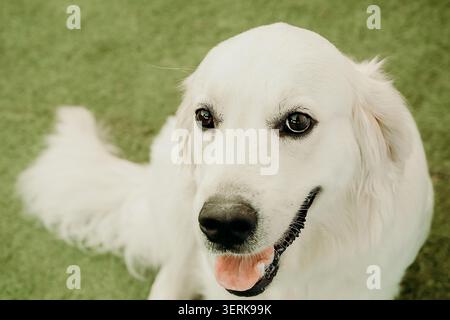 Golden Retriever sitzt während der Spielzeit im Freien auf grünem Gras. Entspannter Ausdruck. Die Sonne scheint, während der Hund sich amüsiert Stockfoto