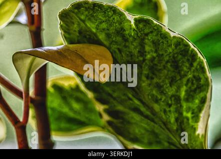 Nahaufnahme von Pflanzen in Innenräumen Stockfoto