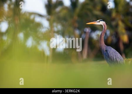 Großer blauer Reiher, der auf einem grasbewachsenen Feld nach links mit verschwommenen Palmen in Punta Cana steht Stockfoto