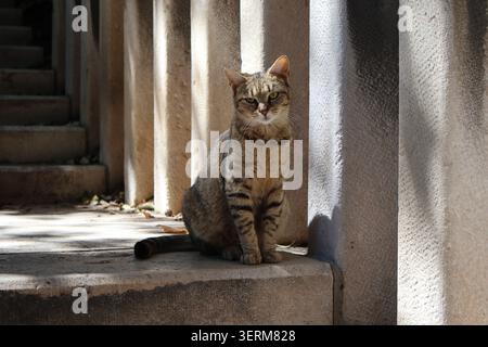 Tabby-Katze sitzt auf Steintreppen im hellen Sonnenlicht zwischen Säulen Stockfoto