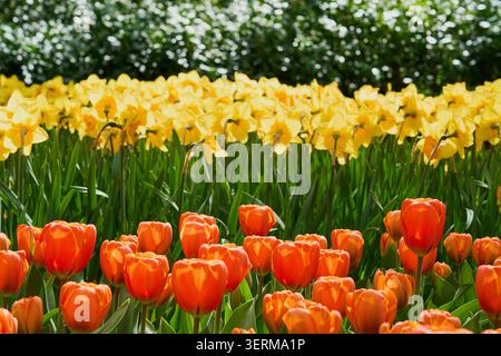 Leuchtende orangefarbene Tulpen und gelbe Narzissen blühen im sonnigen Frühlingsgarten. Stockfoto