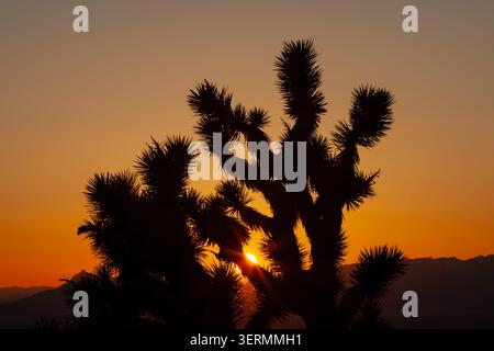 Silhouette eines Joshua-Baums (Yucca brevifolia) bei Sonnenuntergang in der Mojave-Wüste im Winter, Washington County, Utah Stockfoto