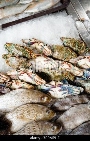 Verschiedene frische Fischsorten, Garnelen und Meeresfrüchte werden auf zerstoßenem Eis in einem Marktstand präsentiert, in dem rohes Meeresfrüchtezutaten zum Verkauf angeboten werden. Stockfoto