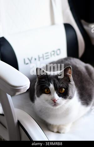 Britische kurzhaarige Katze sitzt auf Spielerstuhl Stockfoto