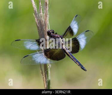 Witwe Skimmer Weibchen auf einem getrockneten Schilfstiel vor einem weichen grünen Wiesengrund. Foothills Nature Preserve, Santa Clara County, Kalifornien. Stockfoto