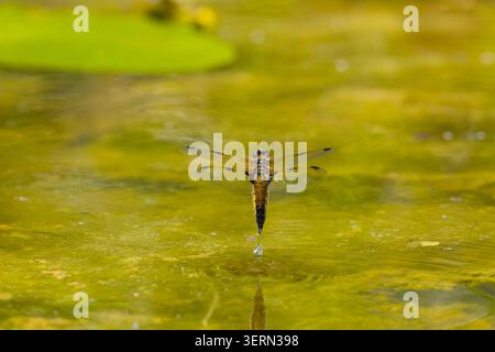 Vierfleckenjäger Libellula quadrimaculata, Erwachsene weibliche Fliegen, Eierlegen im Wasser, Suffolk, England, Juni Stockfoto