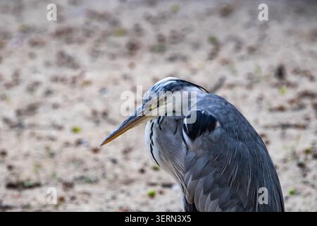 Graureiher, Ardea cinerea, in Jagdstellung mit nach unten geneigtem Schnabel, goldenen Augen fokussiert und Nackenfedern gerafft. Sandiger, verschwommener Boden dahinter, Detai Stockfoto
