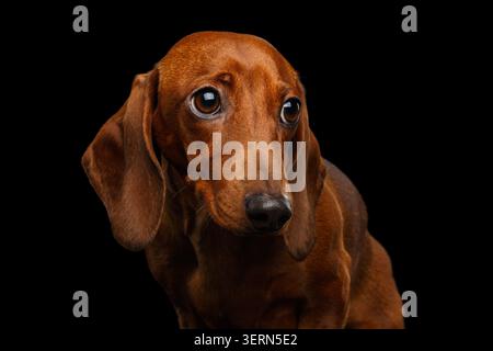 Porträt des trauten roten Dachshund-Hundes auf isoliertem schwarzem Hintergrund Stockfoto