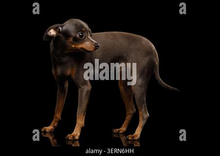 Erschrockenes Hundespielzeug Terrier auf isoliertem schwarzem Hintergrund stehend, rückblickend, Seitenansicht Stockfoto