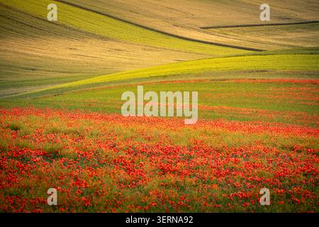 Blühender roter Mohn über sanfte Felder im warmen, goldenen Licht Stockfoto