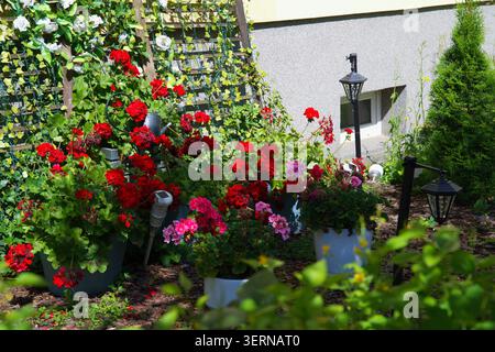 Eine lebhafte Anordnung von roten und rosafarbenen Pelargonien (Geranien), die in Behältern angebaut werden. Horizontales Foto Stockfoto