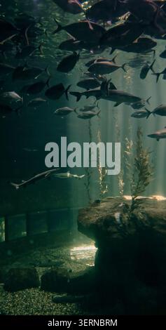 Fischschule, zwei Haie schwimmen im dunklen Wasser. Sonnenstrahlen beleuchten den felsigen Meeresboden von Seetang. Ruhige Unterwasser-Aquariumszene mit vielfältiger Unterwasserwelt. Vert Stockfoto