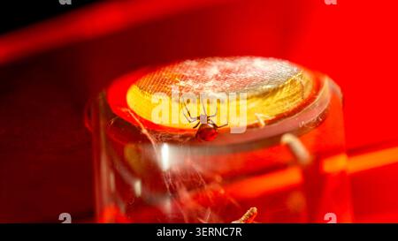 Schwarze Witwenspinne hängt unter gelbem Licht mit rotem Bauch Stockfoto