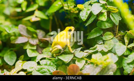 Goldener Giftpfeilfrosch, der auf grünen Blättern sitzt Stockfoto