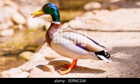 Stockenten stehen wachsam am Rand des Teichs Stockfoto