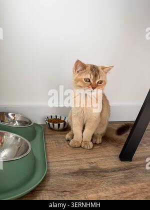 Golden British Kurzhaarkätzchen neben einer modernen Fütterungsstation mit Edelstahlschalen in stilvollen Appartemen Stockfoto