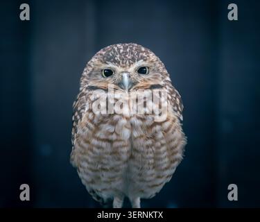 Grabungulle Athene cunicularia frontales Porträt, Gefangener Vogel, Großbritannien Stockfoto