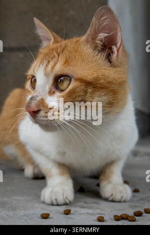 HAINING, CHINA - 7. JUNI 2026: Katze auf einer Betonoberfläche mit Futterpellets, die Resilienz und Überleben innerhalb der Brüche von urbanem Infrast veranschaulicht Stockfoto