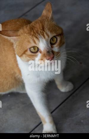 HAINING, CHINA - 7. JUNI 2026: Streunende Katze blickt von einem grauen Boden nach oben; eine Illustration der städtischen Marginalisierung und der Widerstandsfähigkeit inländischer Spezies Stockfoto