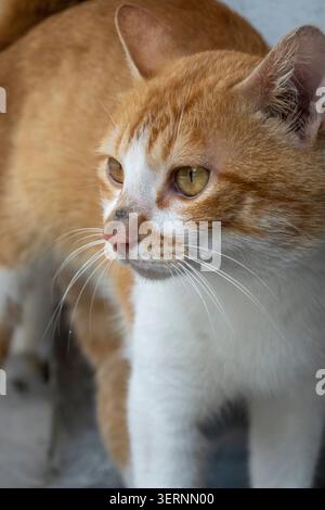 HAINING, CHINA - 7. JUNI 2026: Orangene und weiße streunende Katze im scharfen Fokus gegen verschwommenen Beton, die Widerstandskraft und die Marginalisierung des Betons veranschaulicht Stockfoto