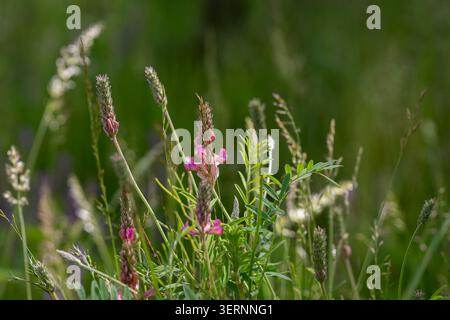 Blühende Esparsfoin (Onobrychis viciifolia) mit zarten rosa Blüten und federgrünem Laub auf einer natürlichen Wiese. Stockfoto