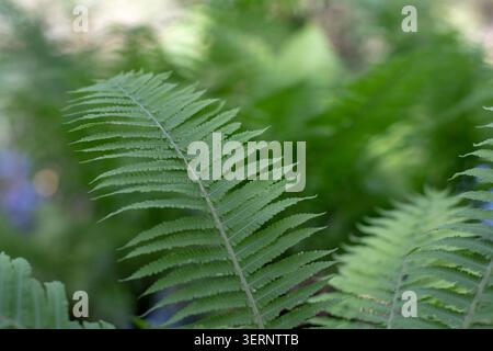 Matteuccia struthiopteris, bekannt als Straußenfarn, fiddlehead Farn und Shuttlecock Farn. Frische grüne Stirnbänder mit weichem Hintergrund. Mitglied des ON Stockfoto