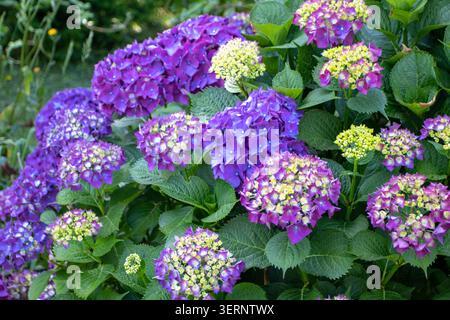 Üppiger Hortensie Macrophylla-Sträucher bedeckt mit dunkelgrünen Blättern, violetten Blütengruppen und gelben Knospen. Lebendige Zierpflanzen, die im Sommer wachsen Stockfoto