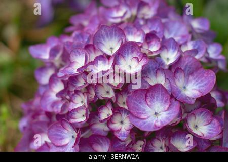 Makroansicht einer Hortensie-Makrophylla-Blumengruppe mit violetten Röschen mit rosafarbenen Tönen und helleren Mittelpunkten. Auch bekannt als hortensia oder bigleaf Stockfoto