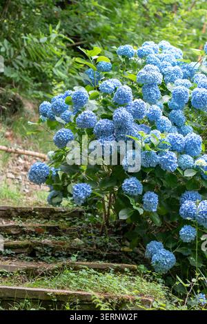 Busch aus blassblauer Hortensie macrophylla mit abgerundeten Blumenköpfen, die neben einer verwitterten Steintreppe wachsen. Überwachsene Stufen verleihen dem Charme Stockfoto