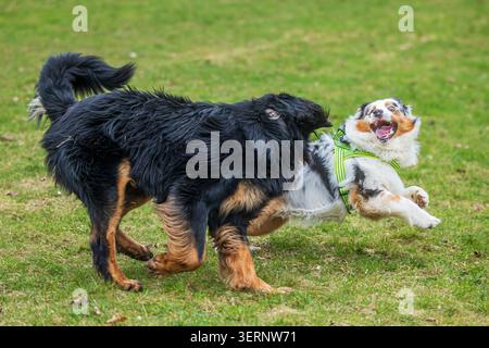 Ein Hovawart und ein Australian Shepherd, beide Canis Lupus familiaris Hunde, laufen und spielen gemeinsam über offenes Gras. Stockfoto