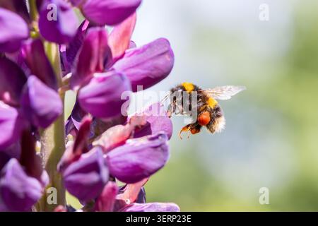 Bumble Bee sammelt Pollen von Lupin Flowers, Somerset, Großbritannien Stockfoto