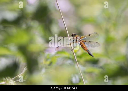 Die vierfleckige JagdLibelle (Libellula quadrimaculata) auf dem Schilfstiel auf den Somerset Levels, Großbritannien Stockfoto